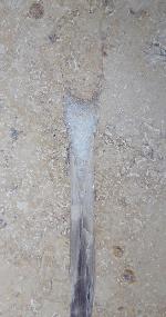 Hibolithes sp. (MONTFORT 1808) - Bild &copy; FossNet FossilienStore